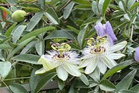 Image result for Pieris japonský debutante obrázek