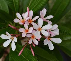 We did not find results for: Plumeria Singapore Dwarf Champa Nestreeo Com