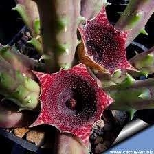 Image result for Huernia kirkii
