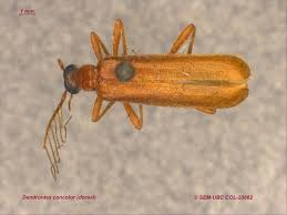 Image result for Indigofera dendroides