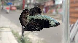 Ikan cupang terdiri dari ikan cupang hias hingga ikan cupang aduan. Ikan Cupang Jadi Primadona Radarsukabumi Com