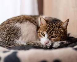 cat sleeping on a heated cat bedの画像
