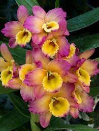 A Few Dendrobium Orchids Beautiful Flowers Pictures Dendrobium Orchids Beautiful Orchids