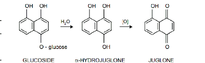 The little walnut is a large shrub or small tree that grows wild along streams and ravines. Conversion Of Glucoside To Juglone In The Walnut Tree Soderquist 1973 Download Scientific Diagram