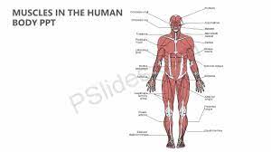 I've labelled the diagrams up to show the main human body the most powerful muscles in the body and those that run along the spine. Muscles In The Human Body Ppt Pslides