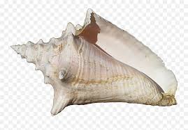 Queen conch shell on the beach sand at sunset hand drawn shellfish and starfish on white background, watercolor original painting colorful fossil underwater life objects, illustration art drawing isolated for printing and romantic postcard style. Conch Shell Conch Shell Png Shell Png Free Transparent Png Images Pngaaa Com