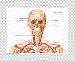 They supply oxygen to the parts of the brain that control our movements and our ability to think, speak and experience our senses of touch, taste, sight, sound and feel. Supratrochlear Artery Vein Neck Human Body Png Clipart Anatomy Angle Arm Artery Bone Free Png Download