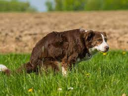 Blood In Dog Poop Everything You Need To Know Vets Now