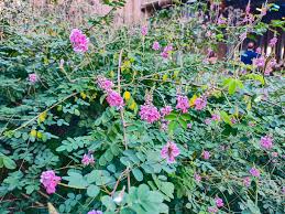 Image result for Indigofera circinella