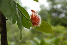 Image result for Psychotria sublyrata