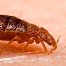 We did not find results for: Bed Bug Control Pathfinder Pest Control