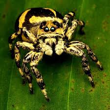 Pin By Mandi F On Bugs Jumping Spider Spider Creepy Spider