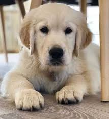 Check spelling or type a new query. 10 Irresistible Pictures Of Baby Golden Retriever Puppies And Crazy Facts Golden Retriever Facts Golden Retriever White Golden Retriever