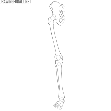 We did not find results for: Lower Limbs Skeleton Anatomy