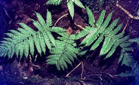 Image result for Ctenitis