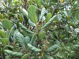 Image result for Beilschmiedia michelsonii