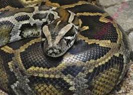 English To Telugu Dictionary Meaning Of Python In Telugu Is క డచ ల వ