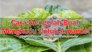 Cara Mengolah Buah Mengkudu Untuk Amandel Buah