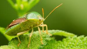 You don't need an expensive studio and lighting equipment to make great macro photography! Macro Photography Understanding Magnification Digital Photography Review