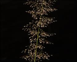 Image result for Eragrostis viscosa