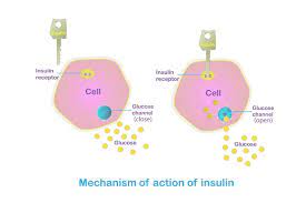 Carbohydrates are stored in the body in the form of glucose or glycogen. Does Carbohydrate Get Stored As Fat Nutrition Advance