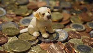 The Cost Of Owning A Labrador Monthly Breakdown
