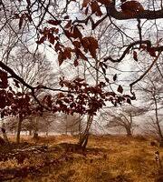 Situated in the west of the county, bordering northeastern greater london, it is named after, and contains a large part of, epping forest. Epping Forest 2021 All You Need To Know Before You Go With Photos Epping England Tripadvisor