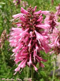 Image result for Syncolostemon