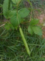 Image result for Cleome aculeata