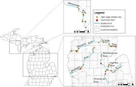 Examining Bald Eagle Contaminant Exposure and Reproductive Risk Above and  Below Dams