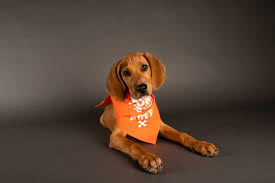 Puppy bowl 2021 how to watch. Meet The Players From Puppy Bowl Xvii See The Puppies From Puppy Bowl 2021 Discovery