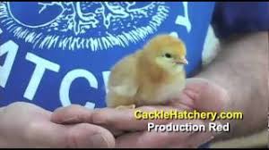 The production red chicken breed is a cross of cackle hatchery's® best rhode island red chicken production line over cackle hatchery's® best new hampshire chicken production line. Production Red Chicken Baby Chicks For Sale Cackle Hatchery Youtube