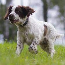 Llamgi cymru) is a breed of dog and a member of the spaniel family. English Springer Spaniel Puppies For Sale Adoptapet Com