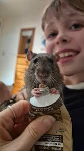 Hi, I have 3 girls (mum and daughters) who need rehoming asap. I don't have  the time they need and they feel neglected. Are you able to rehome them  please? Thank you