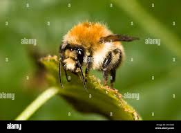 Image result for Bombus muscorum