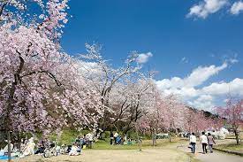 朝食付】春爛漫☆彡お花見の名所まで好立地！わくわくお花見プラン！ | プラザホテル豊田｜公式｜トヨタ自動車徒歩３分｜最低価格保証