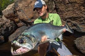 Pesca De Payara Del Orinoco Venezuela Animaux Peche