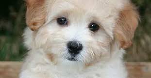 Cutest Maltipoo Pictures Cute Photos Of Maltipoos