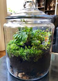 Closed Terrariums For Plants That Thrive On Humidity Closed Terrarium Plants Plants Indoor Gardens
