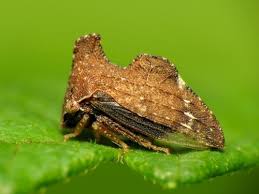 Image result for Lotononis carinata