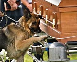Bardstown Ky Police Officer Jason Ellis Had Stopped To Remove Debris Off The Road When An Unknown Assailant Ambushed Him Kil Police Dogs Military Dogs Dogs