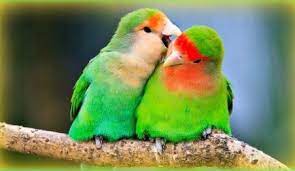 تحميل صوت طيور الحب لف بيرد mp3 parakeet parakeet care love birds