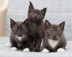 Sleeping peacefully, to cracking the first smile, these gorgeous baby photos are too cute to bear. Fostering 101 Kitten Lady