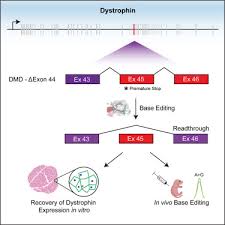 Targeting Duchenne muscular dystrophy by skipping DMD exon 45 with base  editors