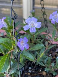 Image result for Dyschoriste albiflora