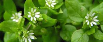 It is used as a cooling herbal remedy, and grown as a vegetable crop and ground cover for both human consumption and poultry. Stellaria Media Ili Prosto Mokrica Ok Wood