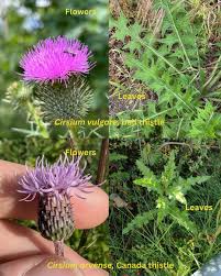 Image result for Cirsium