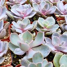 Echeveria Perle Von Nurnberg Video Video In 2020 Echeveria Fairy Garden Decor Succulents