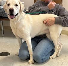 FOUND DOG~ Location: Chambersburg, PA...