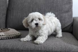 Visit us now to find your dog. Bichon Bolognese Online Shopping